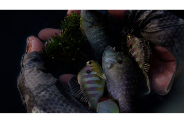 MEGABASS Sleeper Gill