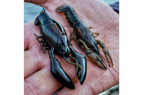 MEGABASS Sleeper Craw