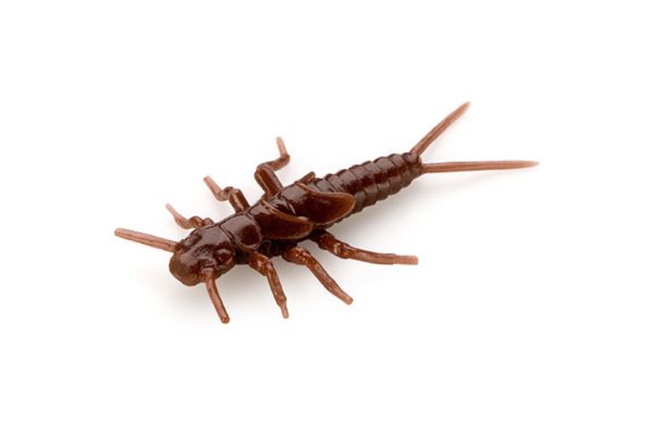 FISHUP Stonefly 0.75'' #12 Chaos