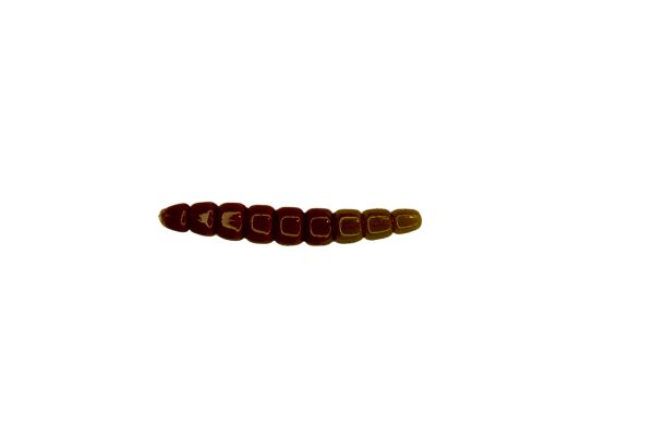 FISHUP Morio 1.2'' #137 Coffe Milk / Light Olive
